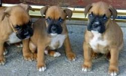 Cute and Adorable boxer puppies Available Text (xxx) xxx-xxx1