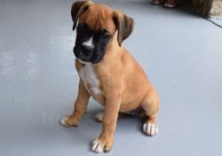 12 weeks old male and female Boxer Puppies