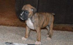Home Raised Boxer Puppies For Sale.