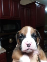 AKC registered Boxer puppies