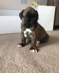 boxer puppies ready to go