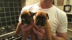 10 weeks Stunning Boxer Puppies seeking new homes