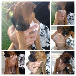 9 week old boxer puppies