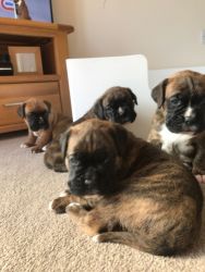 Kc Reg Bobtail And Tailed Boxer Puppies