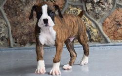 Top home raised Boxer puppies for sale