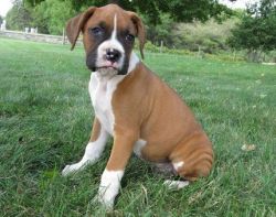 Boxer puppies ready to go for Good home