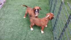 Gorgeous Boxer puppies for sale