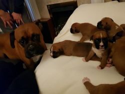Absolutely Stunning Boxer Puppies