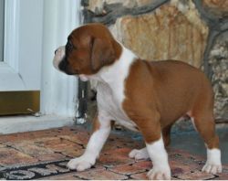 WFSXA Charming Fawn Boxer puppies Ready for sale