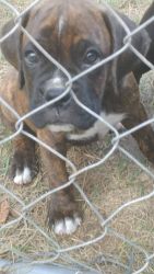 AKC BOXER PUPPY!!! LAST 1 AVAILABLE!!!!