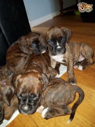 Stunning Boxer Puppies for sale