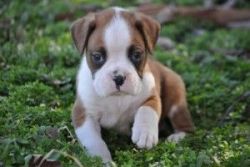 Charming boxer available now for new homes