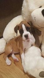 Fawn Boxer Puppys Need A Lovely Home $200.00