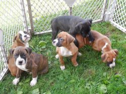 Beautiful Male and female Boxer puppies available for sale