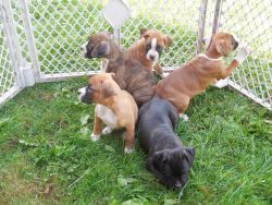 Beautiful Male and female Boxer puppies