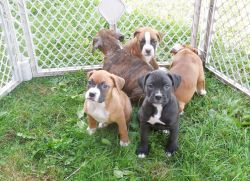 Beautiful Male and female Boxer puppies for sale