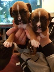 Absolutely Boxer Puppies for sale