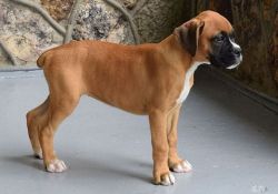 Male and Female Boxer puppies For Sale