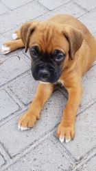 Kc Reg Red And White Boxer Puppies.
