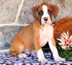 Affectionate Boxer puppies For Sale. Text (xxx) xxx-xxx7
