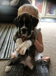 Adorable Fawn and brindle Boxer puppies