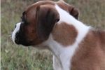 asde Adorable Boxer Puppies Left To Re home
