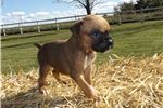 Cute boxer puppies ready to go to a good home