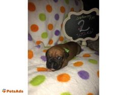 AKC Fawn boxer puppies looking for their forever home.