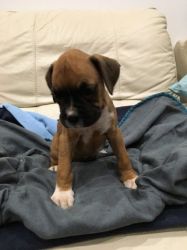 quality boxer puppies ready to meet new home