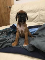 Boxer babies for homing to loving family