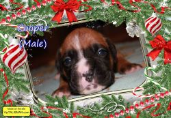 Christmas boxer puppies