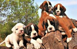 Beautiful Purebred Boxer Pups