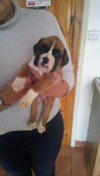 FOUR Boxer Pups For Sale TO NICE HOMES AND FAMILIES