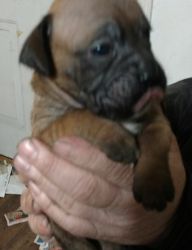 Cute boxer puppies for sale