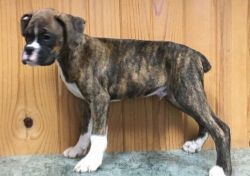 AKC Boxer puppies For Sale