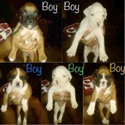 Boxer puppys
