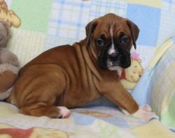 Healthy And Vet Checked Boxer puppies Ready