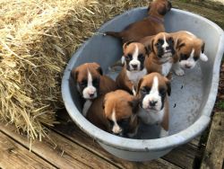 For sale kc boxer puppies