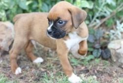 Good and Attractive Male and female Boxer Puppies