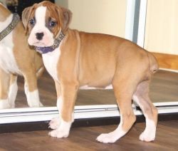 Home trained Boxer Puppies For Lovely Homes