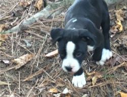Affectionate Boxer Puppies For Sale