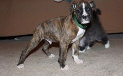 Perfect Healthy Boxer puppies
