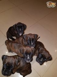 Stunning Boxer Puppies for sale
