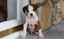 Top Home Trained Boxer Puppies