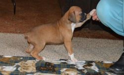 Adorable Boxer Puppies for Sale