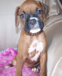 Beautiful Certified Boxer Puppies up for sale.