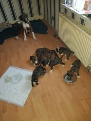 Gorgeous Boxer Puppies for sale