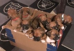 akc boxer puppies