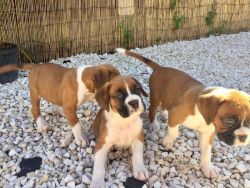 Boxer Puppies available