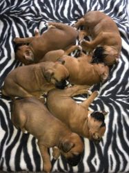 Courageous Boxer Puppies for sale